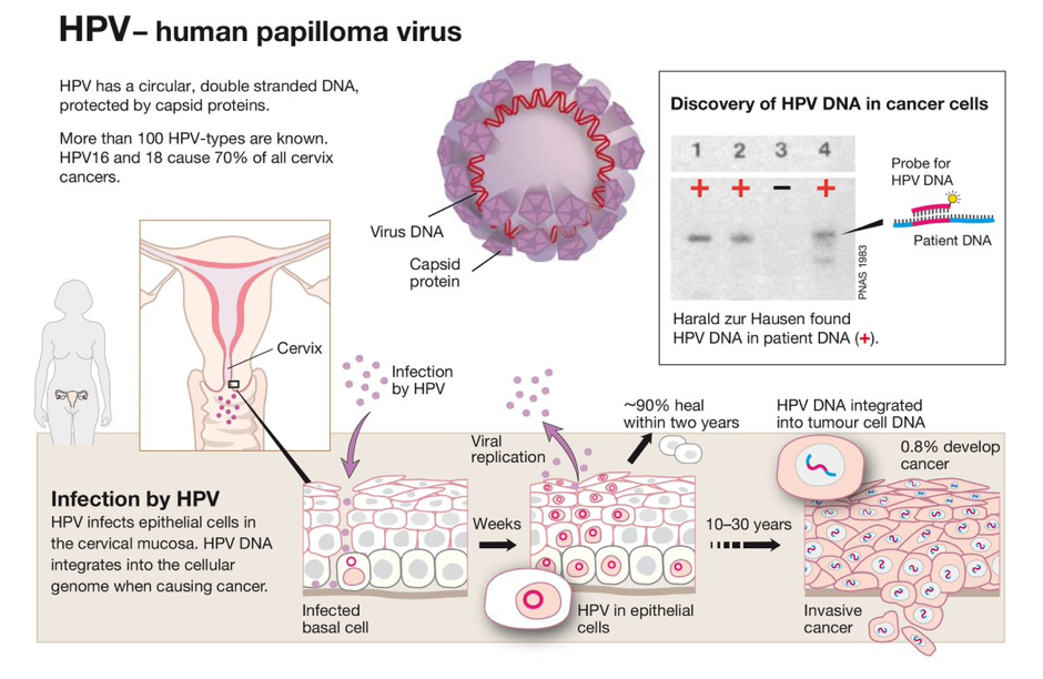 La Vacunación Contra El Vph Y El Cáncer De Cuello Uterino Una Imagen