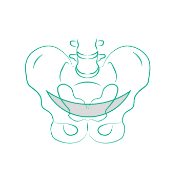 Pelvic floor disorders icon