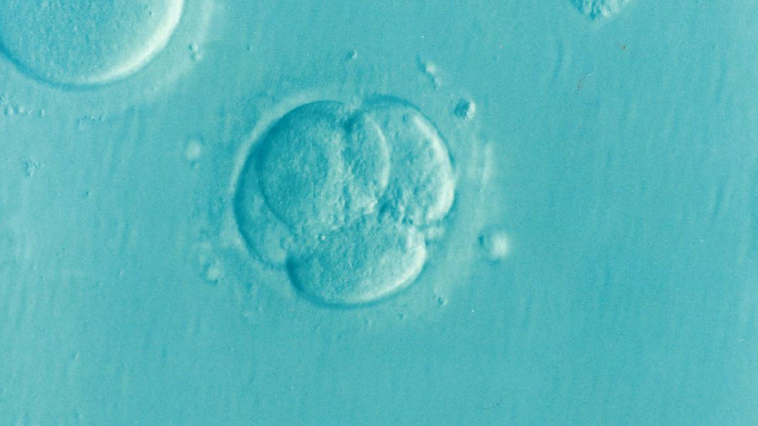 Fertility preservation